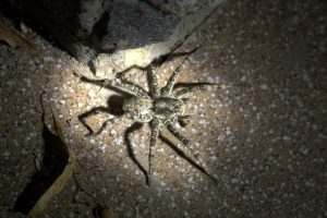 Nezvyčajne veľké pavúky v našich domoch a záhradách: Čo robiť, keď na strehúňa narazíte a kedy vás môže uhryznúť