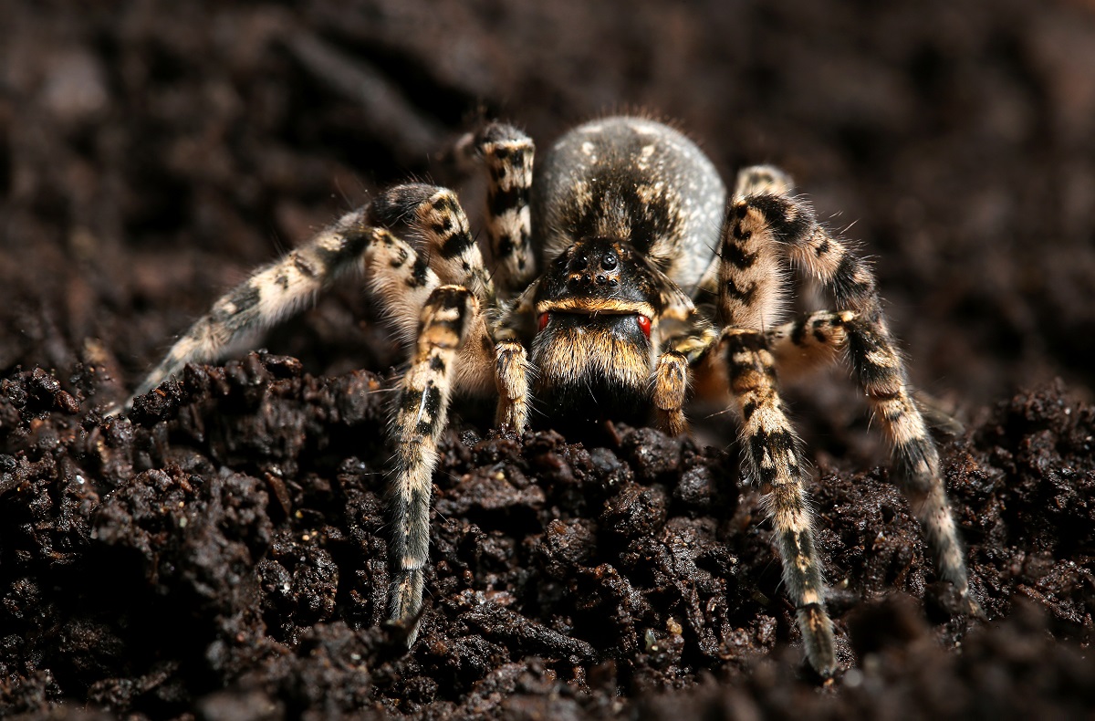 Strehúň škvrnitý (Lycosa singoriensis)