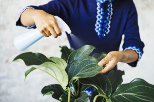 Viete, kedy by ste mali čistiť listy izbových rastlín citrónovou šťavou?