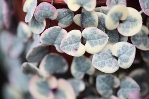 7 očarujúcich izbových rastlín s listami v tvare srdca – perfektné ako milý darček!