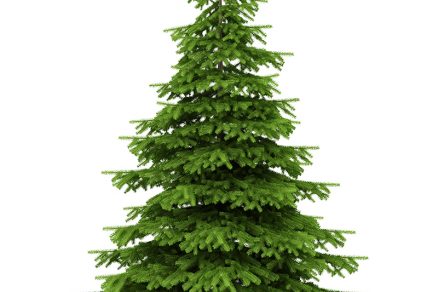 Živý vianočný stromček rezaná jedlička do 200 cm so stojanom a s výživou na 3 týždne ZiveVianocneStromceky.sk