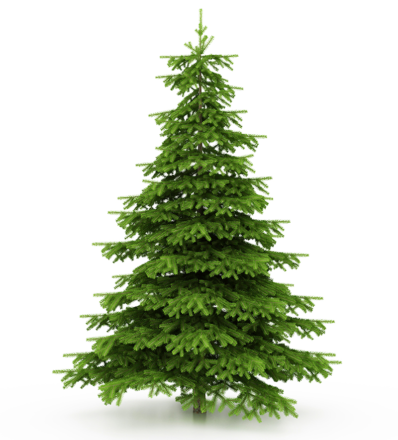 Živý vianočný stromček rezaná jedlička do 200 cm so stojanom a s výživou na 3 týždne od ZiveVianocneStromceky.sk