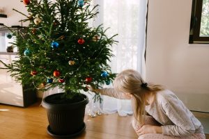 Ako sa starať o vianočný stromček v kvetináči? Odpovede na 6 najčastejších otázok