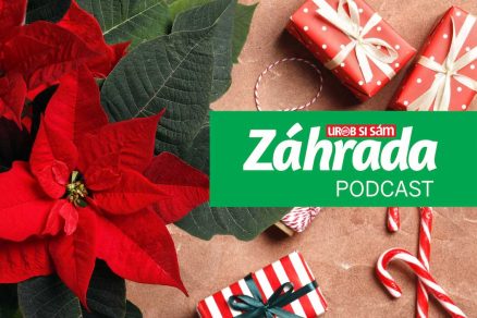Podcast Záhrada o typických vianočných izbových rastlinách