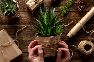 Tieto nápady na darčeky potešia záhradkárov aj milovníkov izbových rastlín!