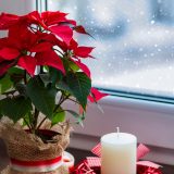 Vianočná ruža na parapete