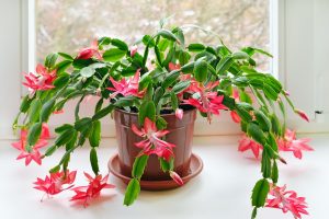 Ako podporiť vianočný kaktus do kvitnutia? Tento trik sa postará o krásne kvety