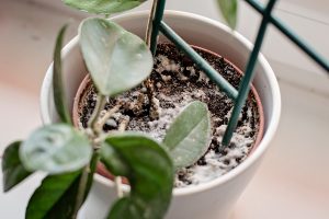 Ako odstrániť pleseň v kvetináči izbovej rastliny? Osvedčil sa tento účinný postup