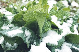 Ani v zime nemusí byť záhrada bez vitamínov! Ktoré druhy zeleniny patria medzi najvhodnejšie na pestovanie počas zimy?
