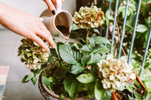 Je naozaj dobré polievať izbové rastliny kávou? Spoznajte pravdu tohto rozšíreného trendu