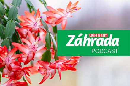 Podcast Záhrada o starostlivosti o vianočnú ružu či kaktus po sviatkoch