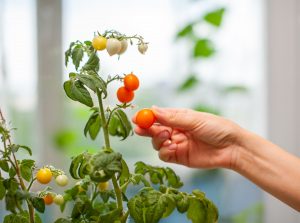Koniec pestovania paradajok zo semien! Naučte sa prezimovať celú rastlinu alebo jej časť