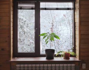 Čo robiť, aby kúrenie v zime nezničilo interiérové rastliny?