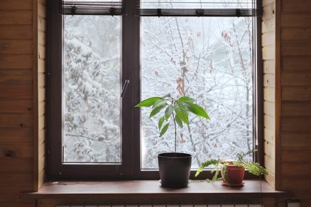 Izbové rastliny pri okne v zime