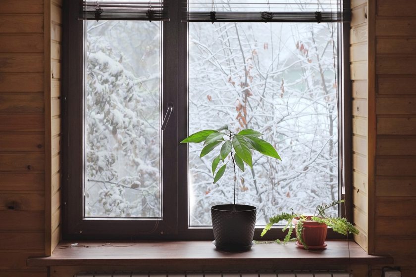 Izbové rastliny pri okne v zime
