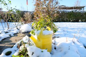 Zalievanie záhrady v zime: Ktoré rastliny potrebujú pravidelnú dávku vody a ako ich polievať?