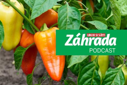 Podcast Záhrada o pestovaní paprík