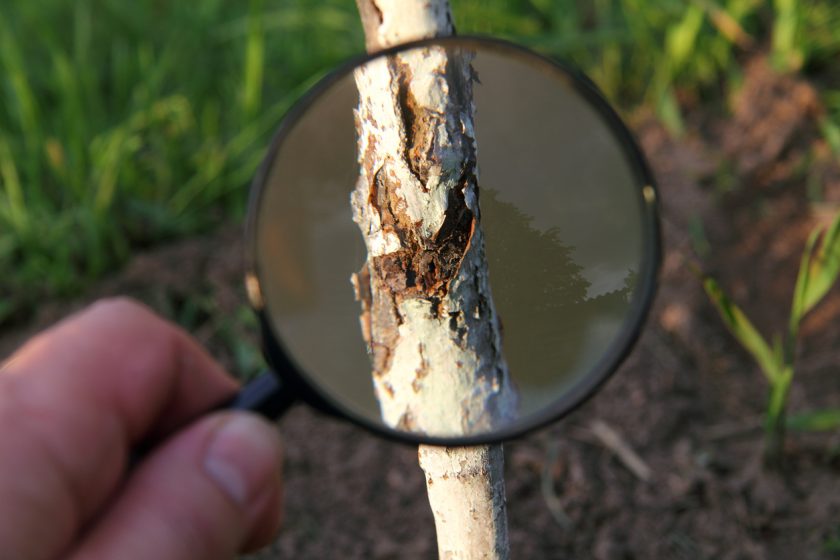 Poškodená kôra na mladom stromčeku