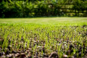 Čo urobiť, ak chcete založiť nový trávnik? Dajte si pozor na to, čo je v pôde
