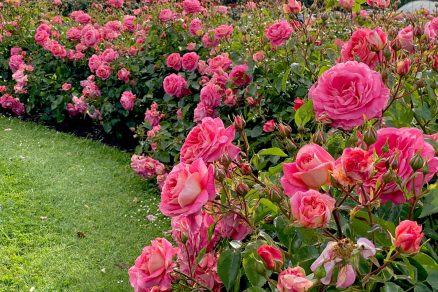 Ruže v záhrade