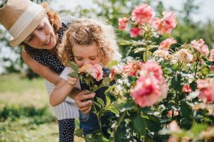 Ako sa starať o ruže a vyhnúť sa problémom s ich pestovaním