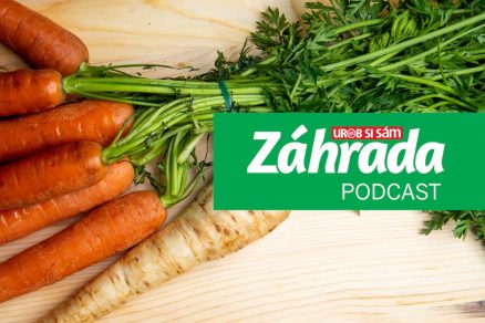 Epizóda podcastu Záhrada o pestovaní mrkvy a petržlenu