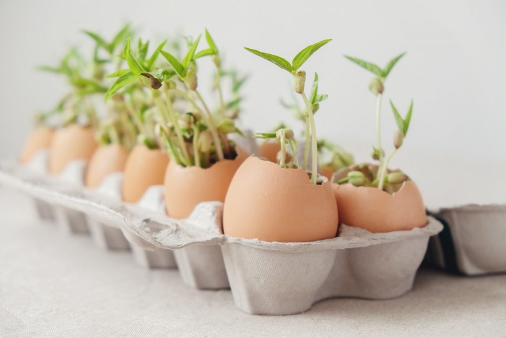 Predpestovanie priesad vo vaječných škrupinách