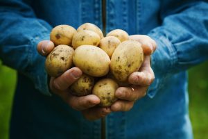 Chystáte sa sadiť zemiaky? Vyberajte z týchto odrôd, potešia vás výnosom i chuťou