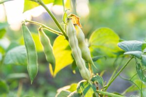 Všetko dôležité o pestovaní fazule: Ako dosiahnuť chutnú úrodu aj vo vašej záhrade