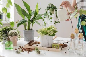 Jarný reštart pre izbové rastliny: Akú starostlivosť im dopriať, aby boli plné sily?