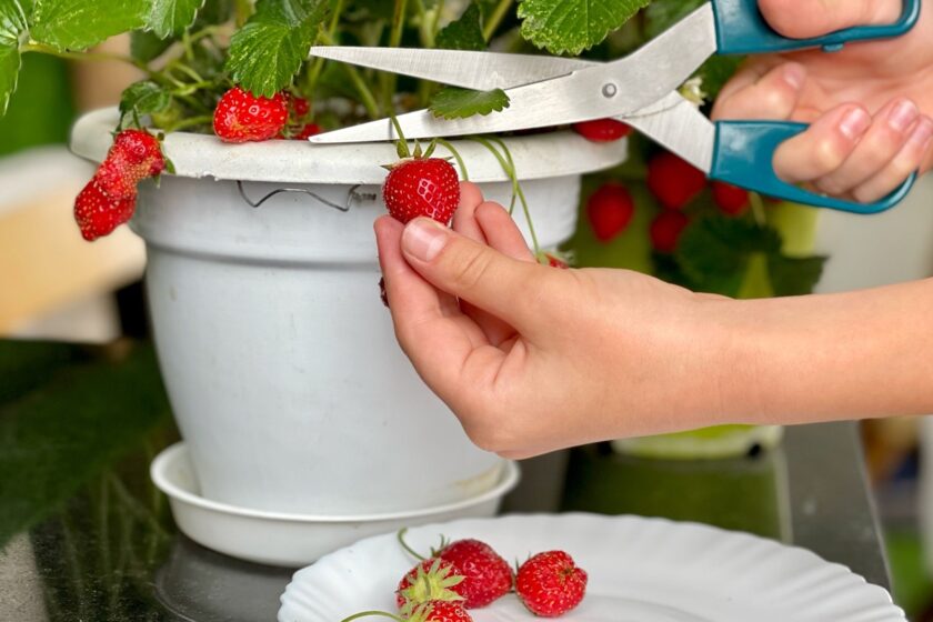 Pestovanie jahôd v kvetináči