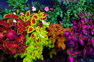 Nádhera v kvetináčoch aj v záhonoch: Ako pestovať pestrofarebné koleusy, aby naplno vynikla ich krása?