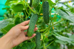 Kedy sadiť uhorky a ako sa o ne starať, aby ste dosiahli bohatú úrodu? Môžu sa pestovať vedľa paradajok?