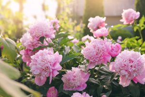 Dominantné krásky zo záhrad: Čo potrebujú pivónie, aby krásne kvitli?