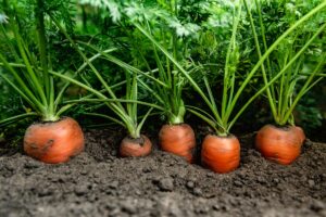 Jednotenie mrkvy: Ako na to a prečo tento krok vykonať v dvoch etapách?