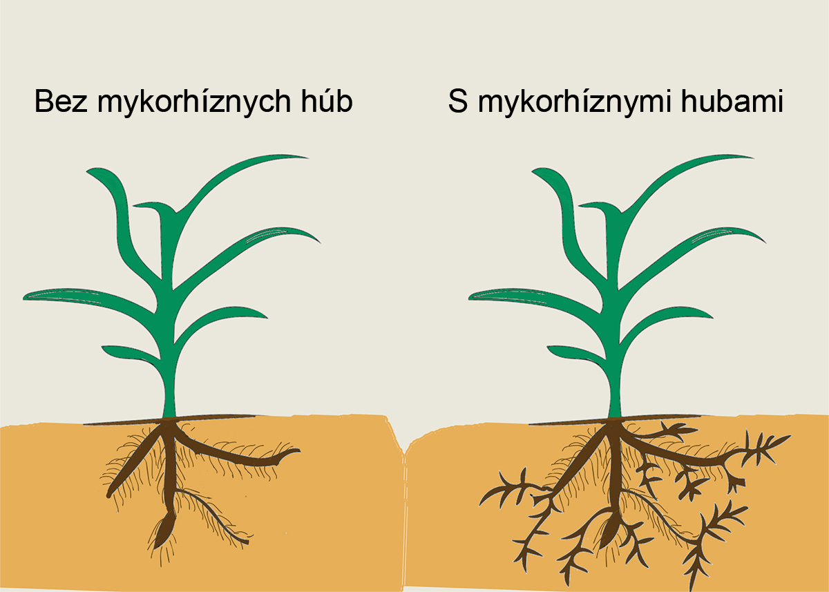 Mykorhízne huby na koreňoch rastlín