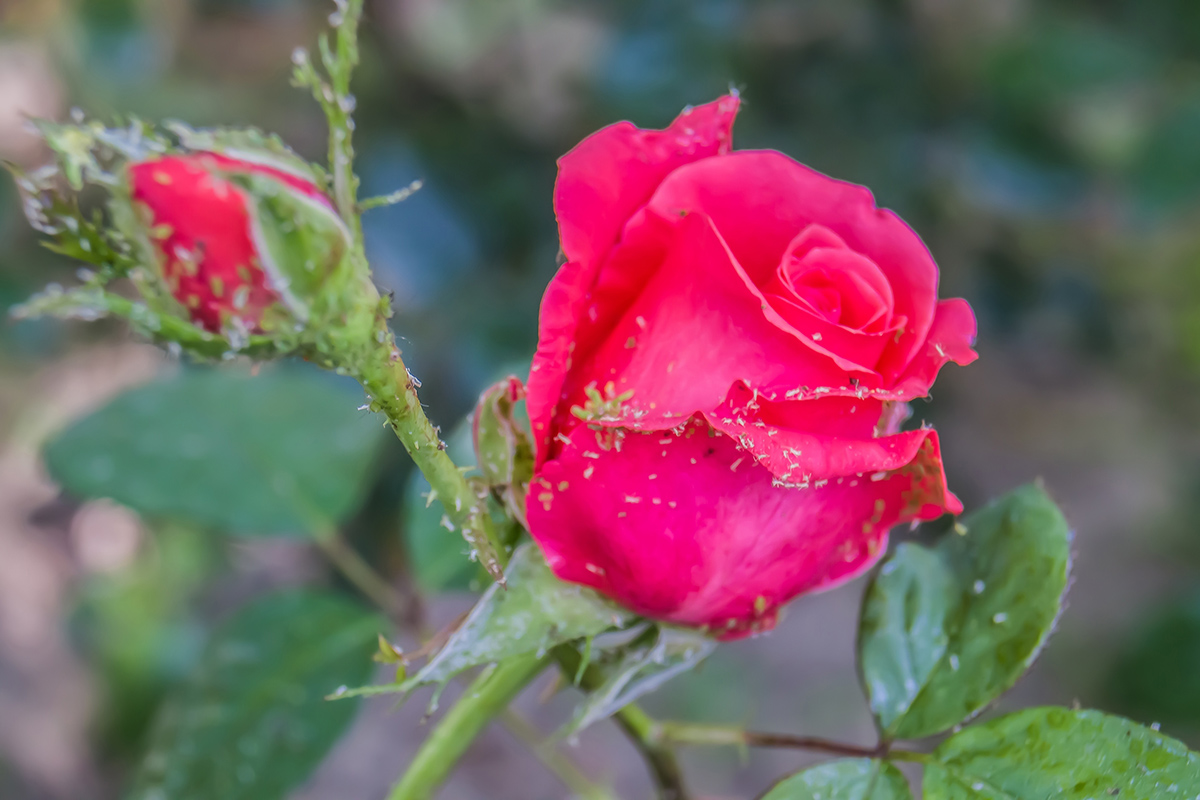 Drobné chrobáčiky na púčikoch ruží a veľa mravcov - to je znak, že vaše ruže napadli vošky.