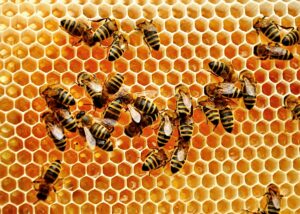 Včely v ohrození: Ako im môžeme pomôcť a zároveň si užiť výhody opeľovania vo vlastnej záhrade?