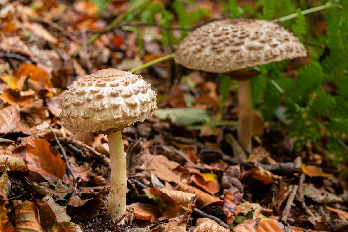 Bedľa červenejúca (Chlorophyllum rachodes)