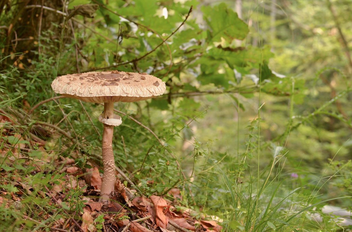 Bedľa vysoká (Macrolepiota procera)