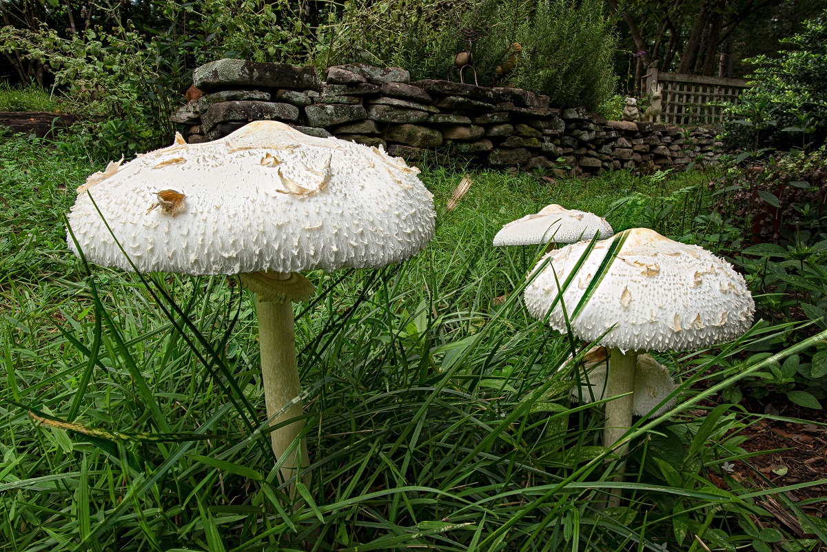 Bedľa záhradná (Chlorophyllum brunneum)