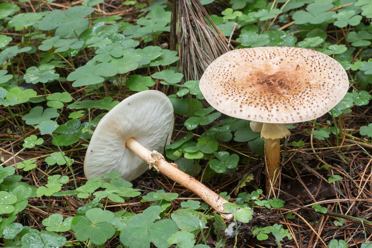 Bedlička ostrošupinatá (Lepiota aspera)