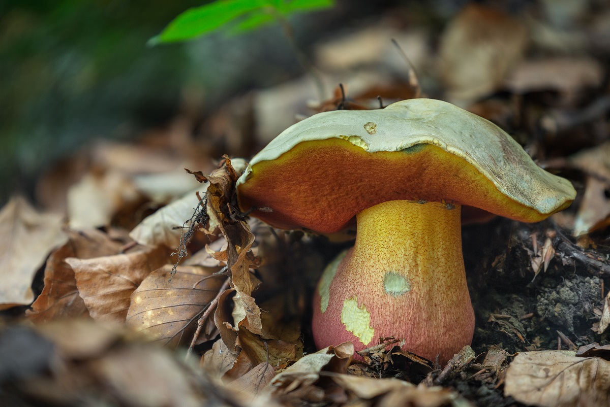 Hríb satanský (Boletus satanas)