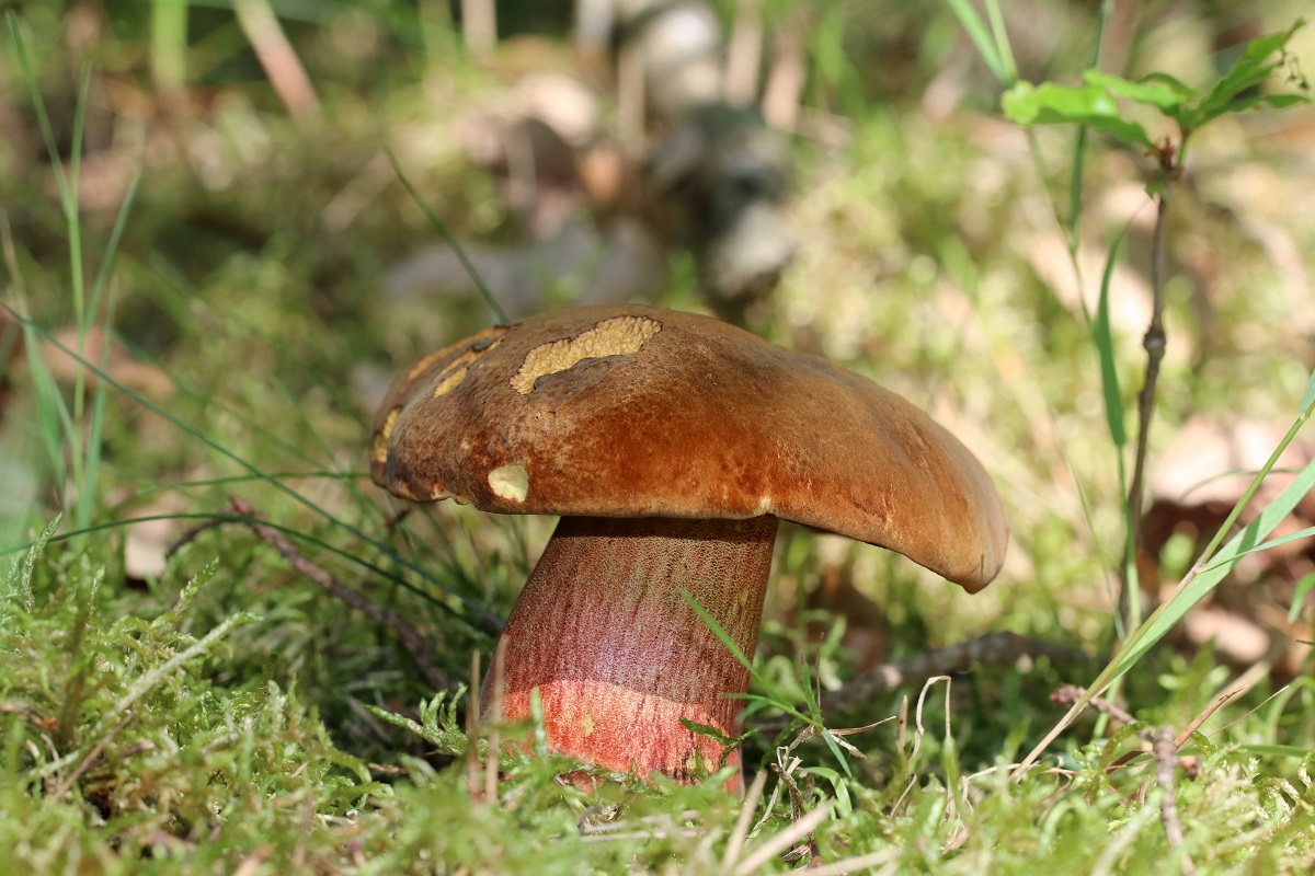 Hríb zrnitohlúbikový (Neoboletus luridiformis)