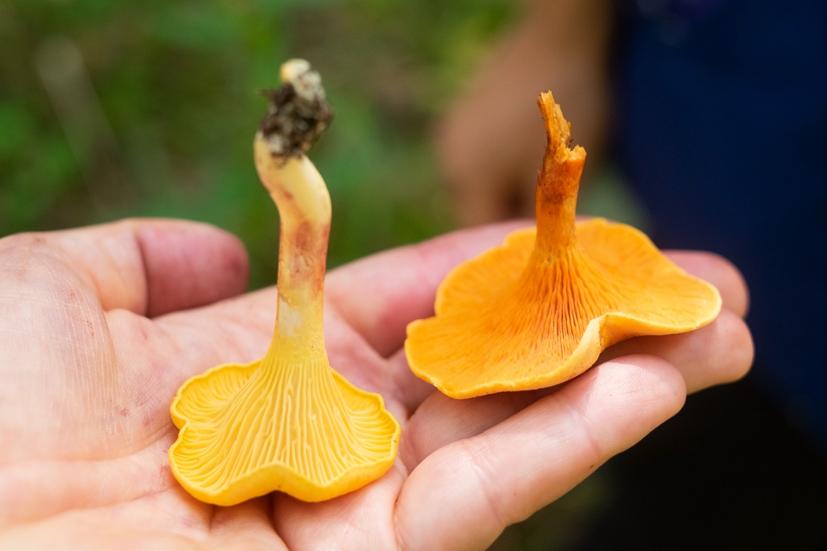 Kuriatko jedlé (Cantharellus cibarius) a Líška oranžová (Hygrophoropsis aurantiaca)