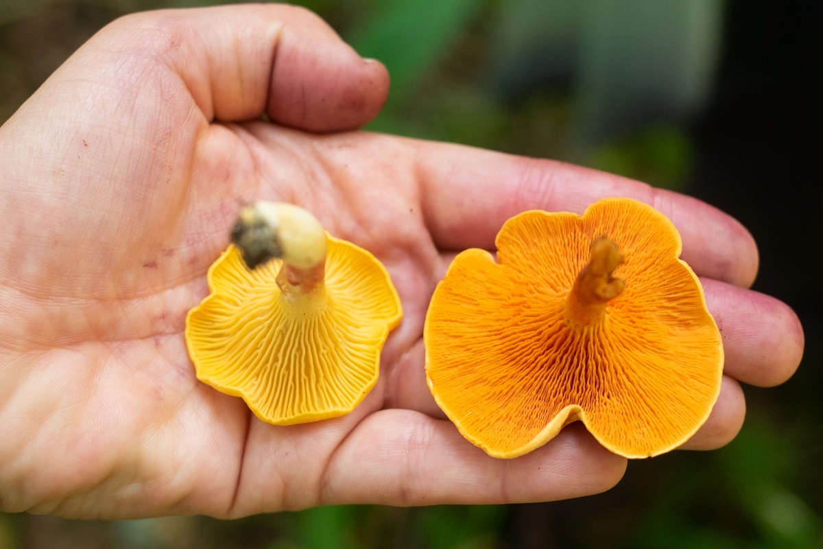 Kuriatko jedlé (Cantharellus cibarius) a Líška oranžová (Hygrophoropsis aurantiaca)