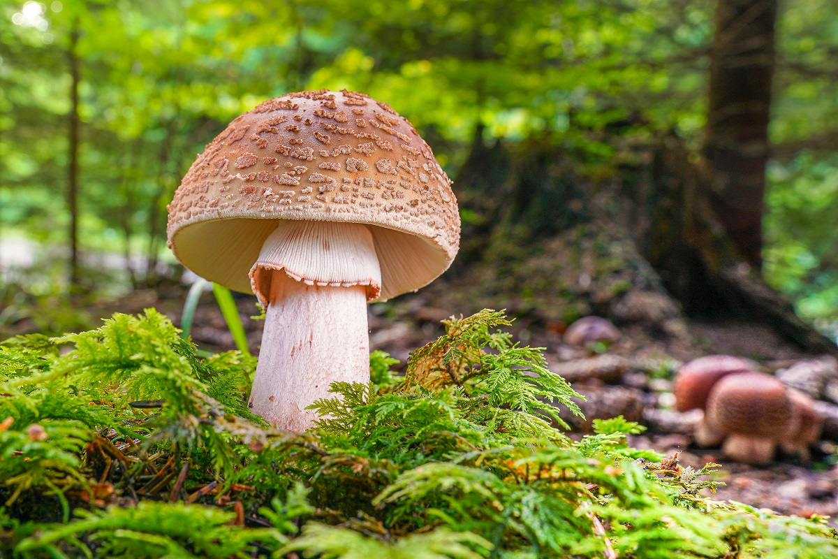 Muchotrávka červenkastá (Amanita rubescens)