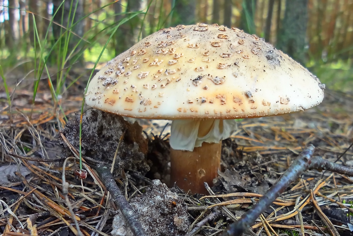 Muchotrávka tigrovaná (Amanita pantherina)