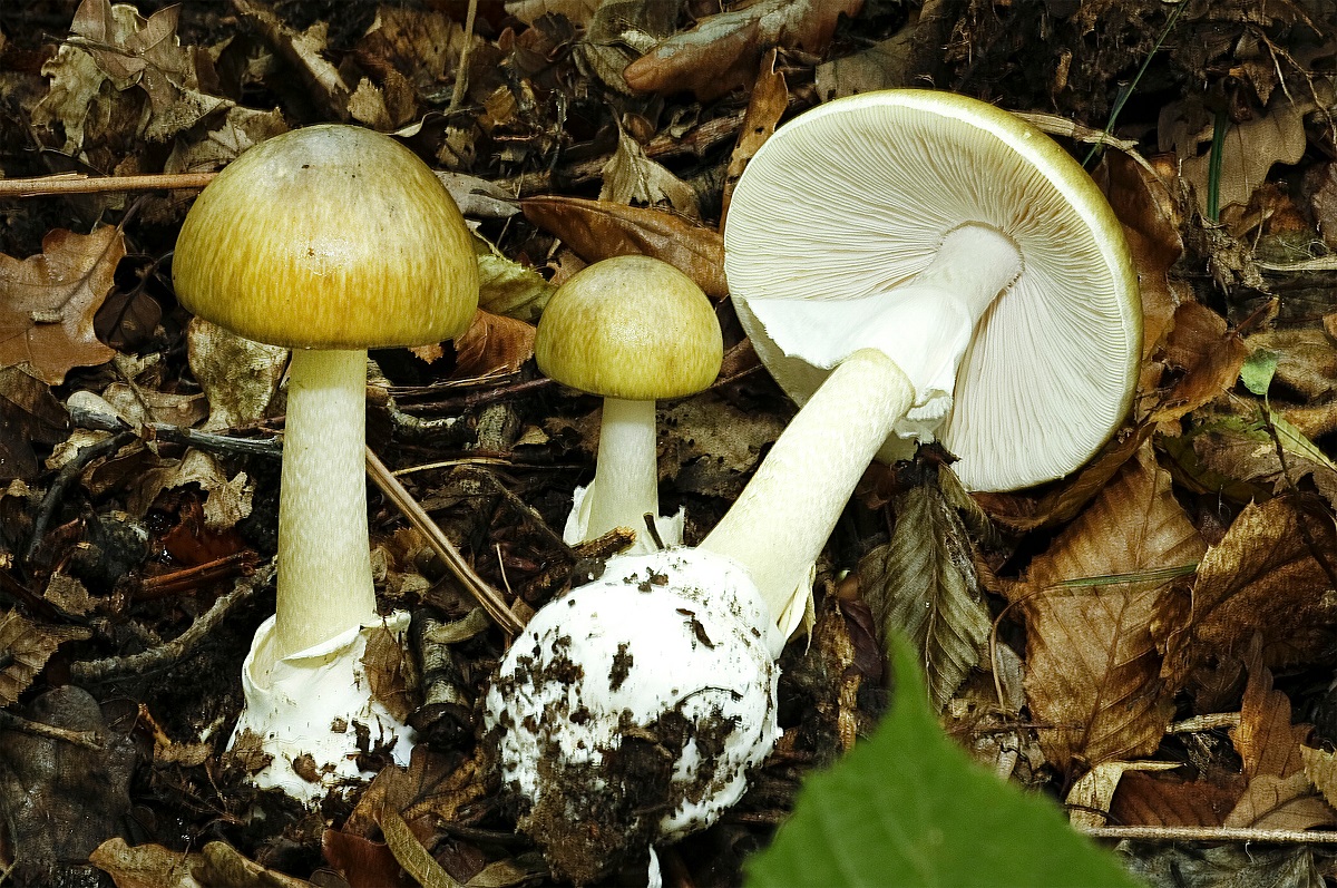 Muchotrávka zelená (Amanita phalloides)