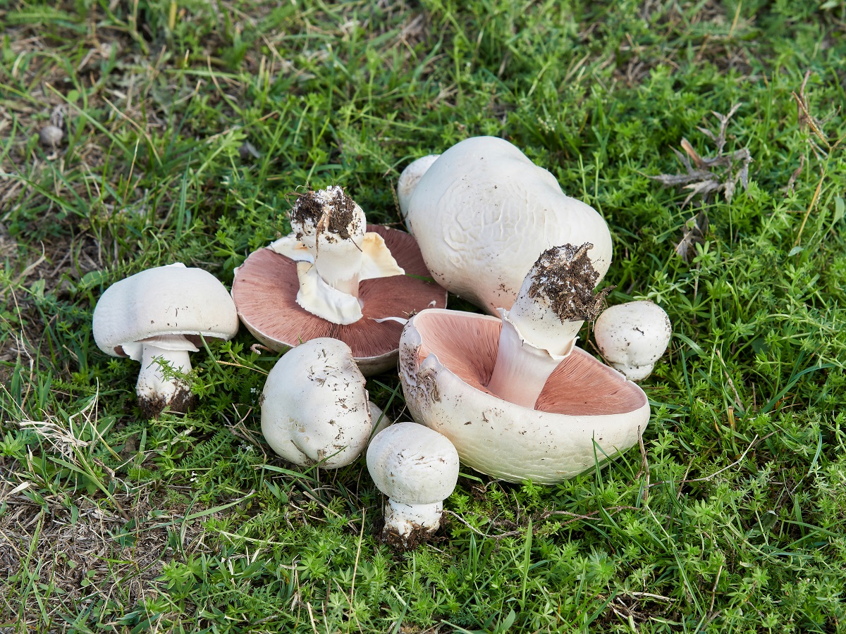 Pečiarka poľná (Agaricus campestris)